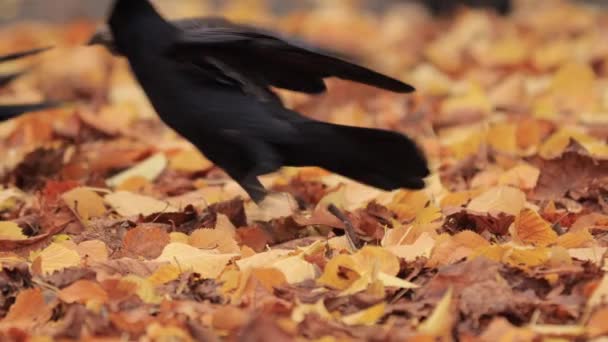 Roek eten voedsel staande in de herfst bladeren — Stockvideo