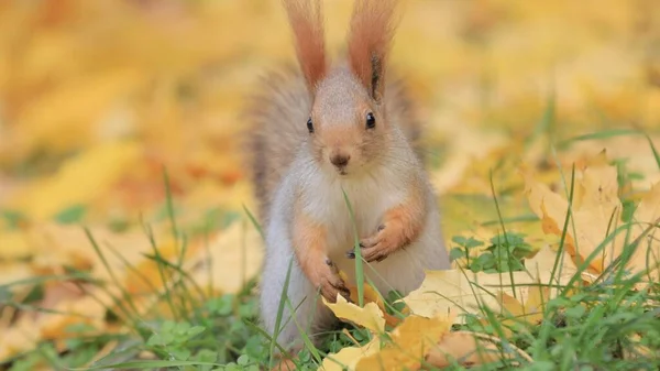 Squirrel in the autumn nature — Stock Photo, Image