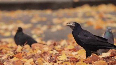 Kale gagasından yemek yedi ve uçtu.