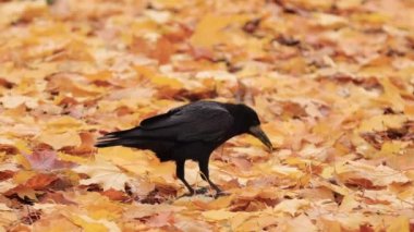 Kale sonbahar yapraklarında ayakta yemek yiyor.