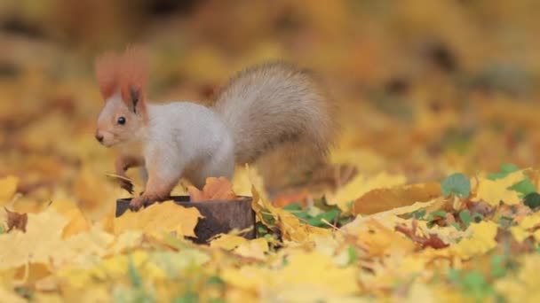 Eichhörnchen und Saatkrähen in der herbstlichen Natur — Stockvideo
