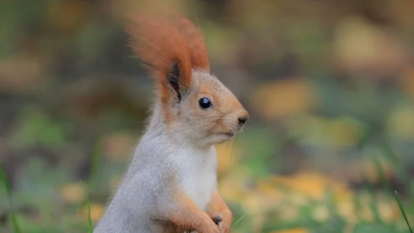 Eichhörnchen in der herbstlichen Natur — Stockfoto