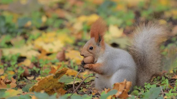 松鼠在秋天的树叶里吃坚果 — 图库照片