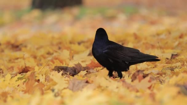 가을 잎을 튀기는 일 — 비디오