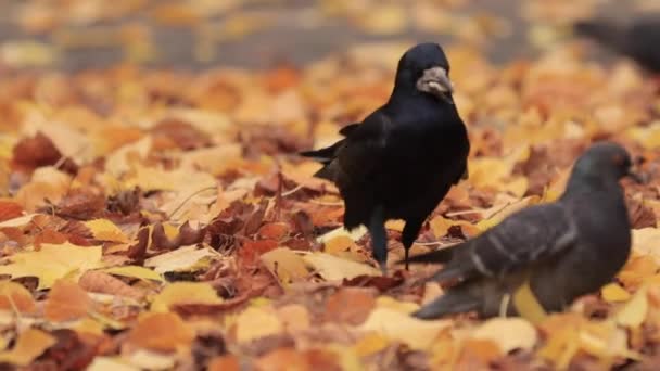 Crochet manger de la nourriture debout dans les feuilles d'automne — Video