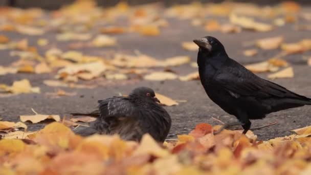 Battle of the dove and rook for a food — Stock Video