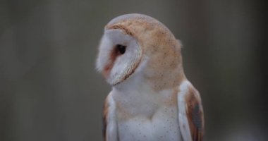 Ağır çekimde ahır baykuşu