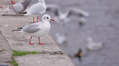 Nehir rıhtımındaki martılar