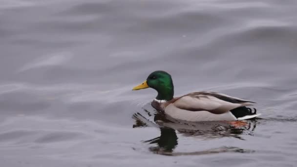 Купание утки в зимней воде — стоковое видео