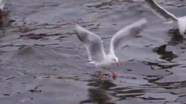 Su ile beslenen martı sürüsü.