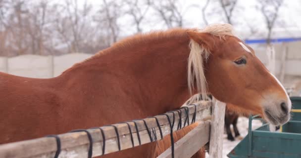Homem tocando cabeça de cavalo marrom em um rancho — Vídeo de Stock