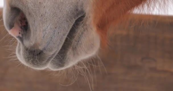 Kůň ústa žvýkání jídlo na ranči v zimním dni — Stock video