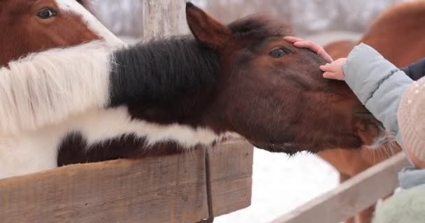 Homem e menina tocando cabeça de cavalo marrom em um rancho — Vídeo de Stock