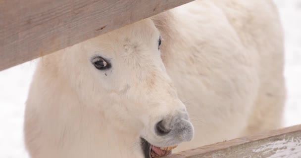 Pequeno cavalo branco em um rancho no dia de inverno rói a madeira — Vídeo de Stock