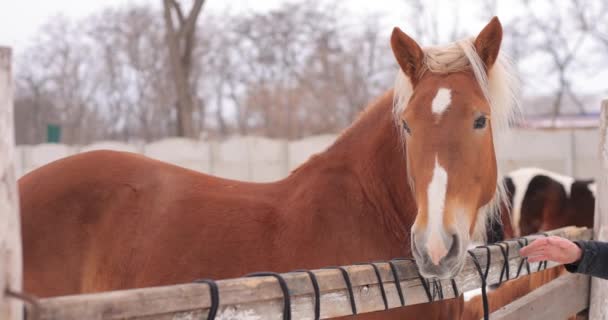 Male hand touching head of brown horse on a ranch — Vídeo de Stock