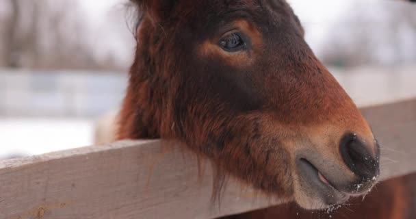 Bellissimo cavallo bruno in un ranch durante la giornata invernale — Video Stock