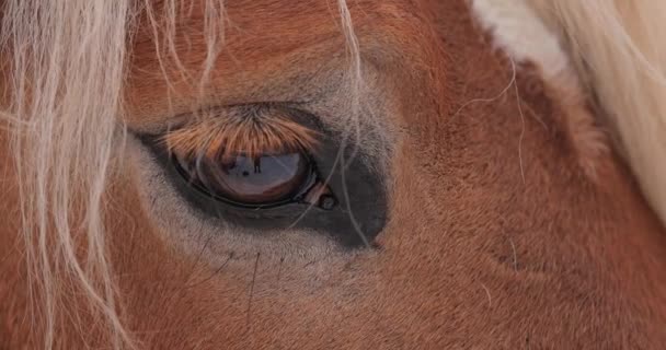 Occhio di cavallo marrone da vicino — Video Stock