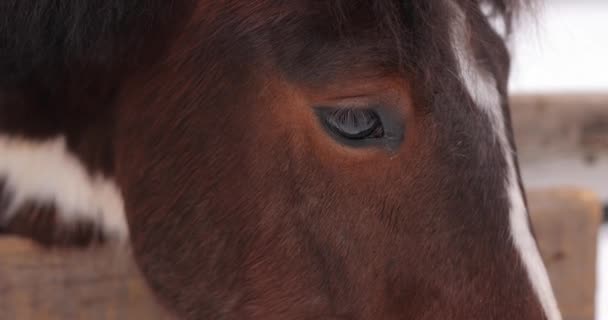 Occhi di cavallo marrone e testa da vicino — Video Stock