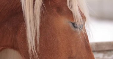 Kahverengi at gözleri ve kafası yakın.