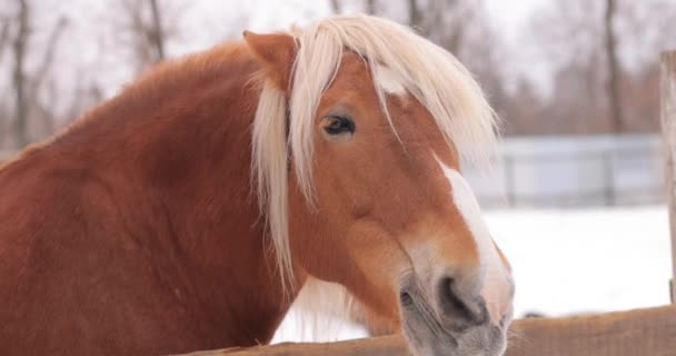 Menina tocando cabeça de cavalo marrom em um rancho — Vídeo de Stock