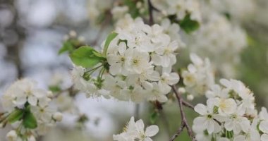 Kiraz çiçeği, bahar, 4k 120 fps yavaş çekim