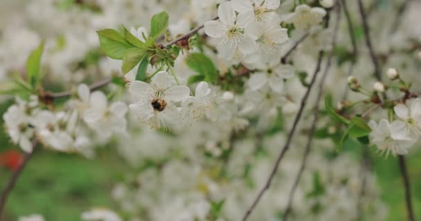 A abelha poliniza pétalas de flor de cereja — Vídeo de Stock