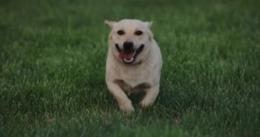 Köpek çimenlerde koşar, ağır çekimde.