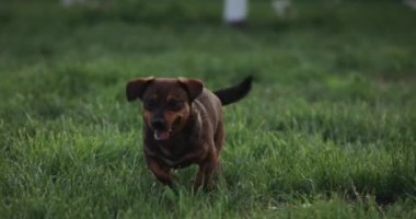 Köpek çimenlerde koşar, ağır çekimde.