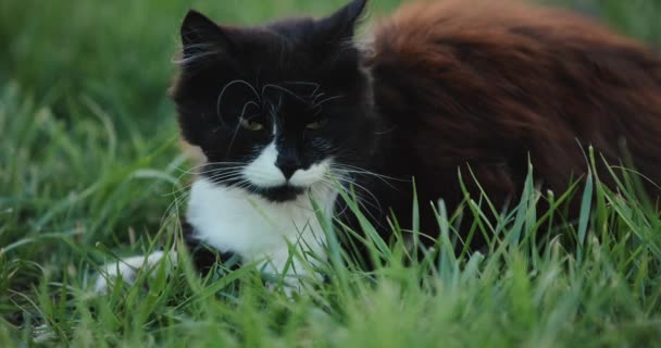 Gato en la hierba cámara lenta — Vídeos de Stock