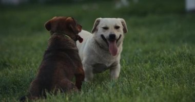 Oyuncak köpekler dövüşür, ağır çekimde