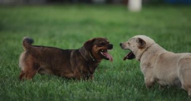 Oyuncak köpekler dövüşür, ağır çekimde