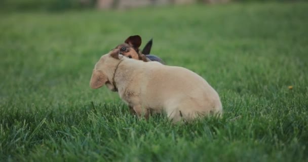 Боротьба грайливих собак, повільний рух — стокове відео