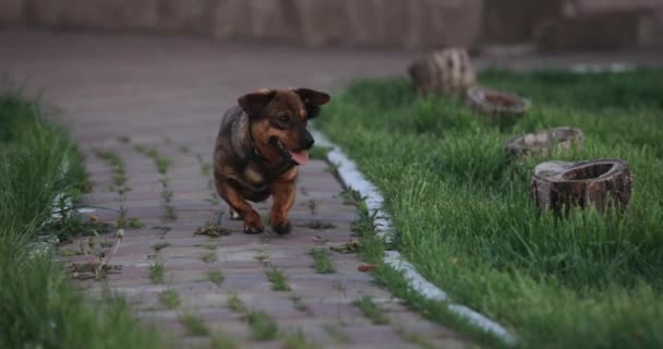 Cane correre su un giardino, rallentatore — Video Stock