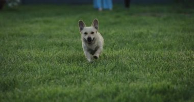 Köpek çimenlerde koşar, ağır çekimde.