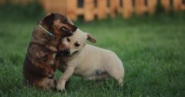 Oyuncak köpekler dövüşür, ağır çekimde