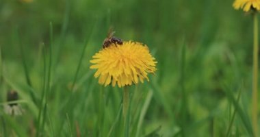 Arı karahindibanın üzerinden uçar