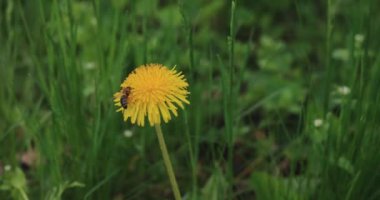 Arı karahindibanın üzerinden uçar