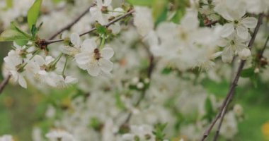 Arı kiraz çiçeği yapraklarını döller.