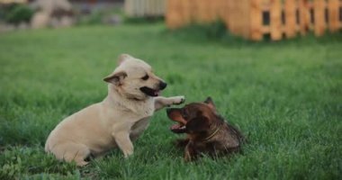 Oyuncak köpekler dövüşür, ağır çekimde