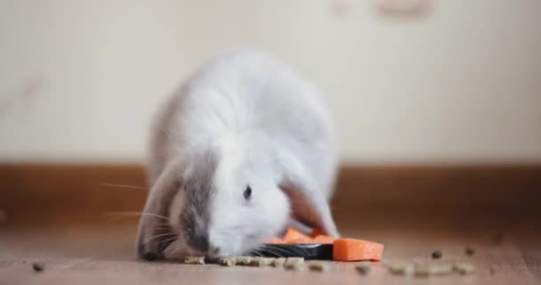 Mignon lapin animal de compagnie manger de la nourriture — Video