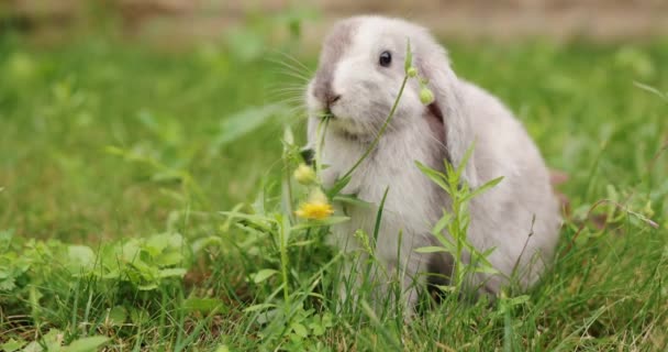 草地でタンポポを食べるウサギ — ストック動画