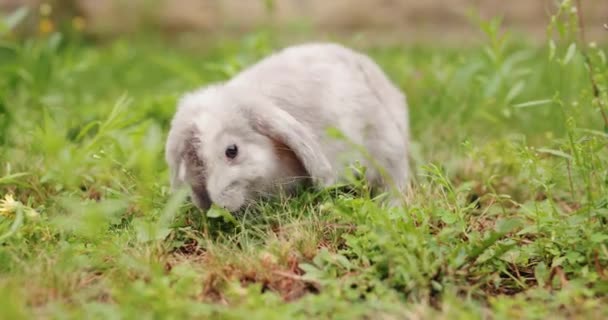 草地で草を食べるウサギ — ストック動画