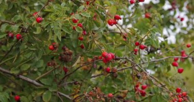 Erkek eli çalılıktan gül çiçeği topluyor.