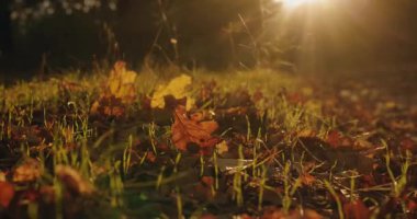 Kadın eli yerden sonbahar sarısı bir yaprak alır.