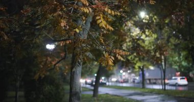 Sonbahar gecesinde yağmurlu bir hava, sarı ağaç, ses dahil