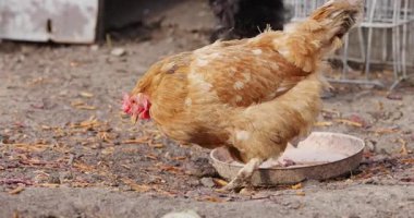 Tavuk, arka bahçedeki yerden yemek yer.