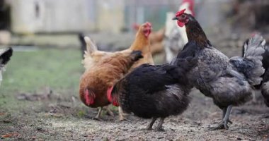 Tavuk arka bahçede yerden yemek yiyor, orijinal ses dahil.