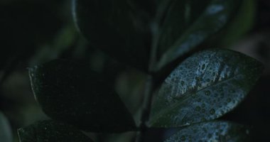 Zamioculcas zamiifolia yaprakları yağmur damlaları altında