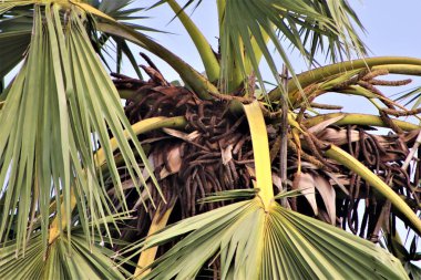 Bu palmiye ağacının doğal görüntüsü.