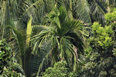 Bu Palm Trees 'in Doğal Manzarası